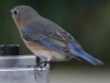 bluebird female durham 31805.JPG